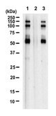 Anti-p-eIF4G1 (Ser1108) Antibody, clone 4G7 ZooMAb® Rabbit Monoclonal recombinant, expressed in HEK 293 cells