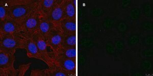 Anti-GST Antibody, clone 5B8 , ZooMAb® Rabbit Monoclonal recombinant, expressed in HEK 293 cells