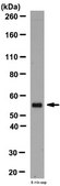 Anti-VEGF Antibody from rabbit, purified by affinity chromatography