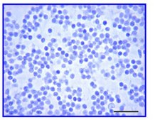 Anti-Glial Fibrillary Acidic Protein (GFAP) Antibody serum, Chemicon®