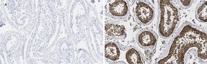 Anti-GAPDH Antibody, clone 10B13, ZooMAb® Rabbit Monoclonal recombinant, expressed in HEK 293 cells