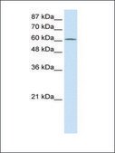 Anti-PRMT5 antibody produced in rabbit IgG fraction of antiserum