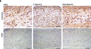 抗层粘连蛋白 兔抗 0.5 mg/mL, affinity isolated antibody, buffered aqueous solution