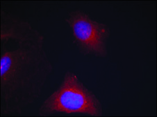 Anti-phospho-GSK3B (pTyr216) antibody produced in rabbit affinity isolated antibody