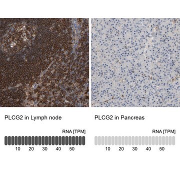 Anti-PLCG2 antibody produced in rabbit Prestige Antibodies® Powered by Atlas Antibodies, affinity isolated antibody, buffered aqueous glycerol solution, Ab2