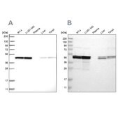 Anti-TUFM antibody produced in rabbit Prestige Antibodies® Powered by Atlas Antibodies, affinity isolated antibody, buffered aqueous glycerol solution