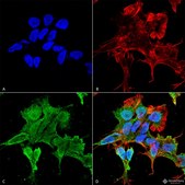 Monoclonal Anti-Versican - Percp antibody produced in mouse clone S351-23, purified immunoglobulin