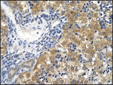 Anti-CD36 antibody produced in rabbit affinity isolated antibody