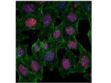 Anti-phospho-Histone H2A.X (Ser139) Antibody, clone JBW301 clone JBW301, from mouse
