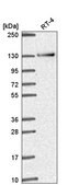 Anti-RBM10 antibody produced in rabbit Prestige Antibodies® Powered by Atlas Antibodies, affinity isolated antibody