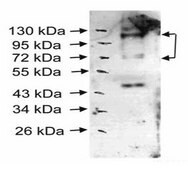Anti-SP3 antibody produced in rabbit affinity isolated antibody