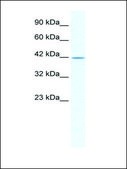 Anti-GABRA3 (AB1) antibody produced in rabbit IgG fraction of antiserum
