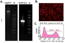 TagRFP Simplicon® RNA (E3L) Kit To determine optimal transfection conditions to express the self-replicating RNA of your interest through using Simplicon Cloning Vector (E3L) (Part #:SCR724) in hard-to- transfect somatic or primary cells