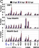 Anti-RNA polymerase II Antibody, clone CTD4H8 clone CTD4H8, Upstate®, from mouse