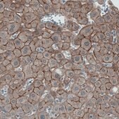 Monoclonal Anti-OCLN antibody produced in mouse Prestige Antibodies® Powered by Atlas Antibodies, clone CL1567, purified immunoglobulin, buffered aqueous glycerol solution