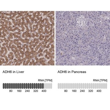 Anti-ADH6 Prestige Antibodies® Powered by Atlas Antibodies, affinity isolated antibody