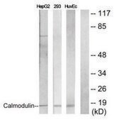 Anti-Calmodulin antibody produced in rabbit affinity isolated antibody