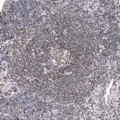 Monoclonal Anti-Pax5 Antibody Produced In Mouse Prestige Antibodies® Powered by Atlas Antibodies, clone CL14548, affinity isolated antibody, buffered aqueous glycerol solution