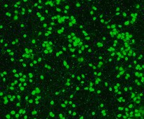 Human Cortical Glutamatergic Neurons Human iPSC line, Fully differentiated, Healthy Male Control (no known neurological disorders), Cryopreserved