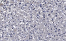 Anti-APOL1 Antibody, clone 1L15 ZooMAb® Rabbit Monoclonal recombinant, expressed in HEK 293 cells
