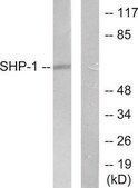 Anti-SHP-1 antibody produced in rabbit affinity isolated antibody