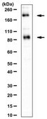 Anti-mGluR2 Antibody from rabbit, purified by affinity chromatography