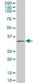 Monoclonal Anti-TAZ antibody produced in mouse clone 1B10, purified immunoglobulin, buffered aqueous solution