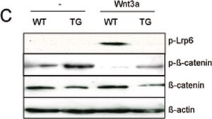 单克隆抗 β-肌动蛋白抗体 小鼠抗 clone AC-74, purified immunoglobulin, buffered aqueous solution