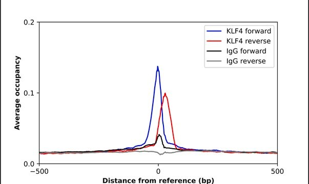 Anti-KLF4 antibody produced in rabbit Prestige Antibodies® Powered by Atlas Antibodies, affinity isolated antibody, buffered aqueous glycerol solution