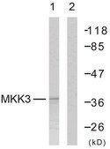 Anti-MKK6 antibody produced in rabbit affinity isolated antibody