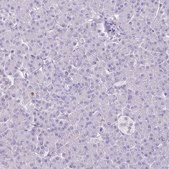 Anti-HOMER1 antibody produced in rabbit Prestige Antibodies® Powered by Atlas Antibodies, affinity isolated antibody, buffered aqueous glycerol solution