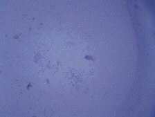 QCM ECMatrix细胞侵袭试验，24孔（8 µm），比色法 The CHEMICON Cell Invasion Assay Kit uses a 24-well plate, with 8 um pores, which provides an efficient system for evaluating the invasion of tumor cells through a basement membrane model.