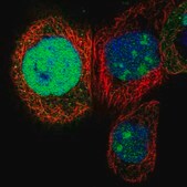 Anti-NSUN5 antibody produced in rabbit Prestige Antibodies® Powered by Atlas Antibodies, affinity isolated antibody, buffered aqueous glycerol solution