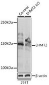 Anti- EHMT2 antibody produced in rabbit