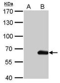 单克隆抗 HA 标签 小鼠抗 clone GT4810, affinity isolated antibody