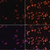 Anti-CASP3 antibody produced in rabbit