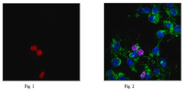Anti-phospho Histone H2A.X (Ser139) Antibody, clone JBW301, Alexa Fluor&#8482; 647 clone JBW301, 0.5&#160;mg/mL, from mouse