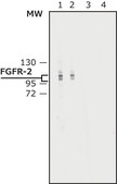 Anti-Fibroblast Growth Factor Receptor-2, Cytoplasmic antibody produced in rabbit affinity isolated antibody, buffered aqueous solution