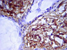 Anti-Mouse Collagen Type I Antibody Chemicon®, from rabbit