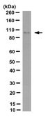 Anti-Ago1 Antibody, clone 4B8 clone 4B8, from rat