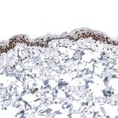 Monoclonal Anti-KLF4 antibody produced in mouse Prestige Antibodies® Powered by Atlas Antibodies, clone CL5785, purified immunoglobulin, buffered aqueous glycerol solution