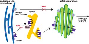 布雷菲德菌素 A from Penicillium brefeldianum, ≥99% (HPLC and TLC)
