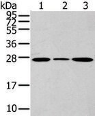 抗 CD63 affinity isolated antibody
