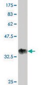 ANTI-RUNX2 antibody produced in mouse clone 1D2, purified immunoglobulin, buffered aqueous solution