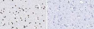 Anti-Histone H2B Antibody, clone 4O11 ZooMAb® Rabbit Monoclonal recombinant, expressed in HEK 293 cells