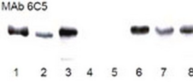 抗GAPDH小鼠mAb（6C5） liquid, clone 6C5, Calbiochem&#174;