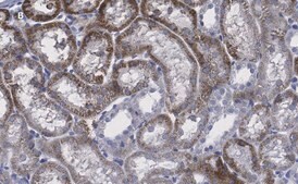Anti-CD133 (Prominin-1) Antibody, clone 2F8, ZooMAb® Rabbit Monoclonal recombinant, expressed in HEK 293 cells