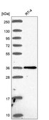 Anti-Ptgdr Antibody Produced In Rabbit Prestige Antibodies® Powered by Atlas Antibodies, affinity isolated antibody, buffered aqueous glycerol solution
