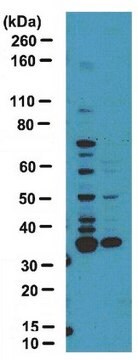 Anti-dimethyl-Arginine Antibody, asymmetric (ASYM25) serum, from rabbit
