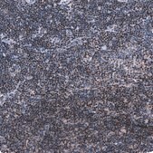 Monoclonal Anti-Pax5 Antibody Produced In Mouse Prestige Antibodies® Powered by Atlas Antibodies, clone CL14548, affinity isolated antibody, buffered aqueous glycerol solution